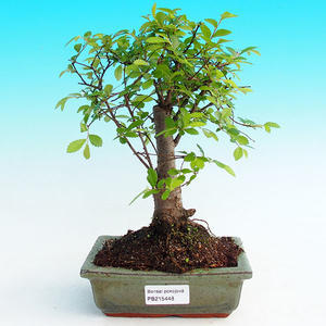 Pokojová bonsai -Malolistý jilm - P215448