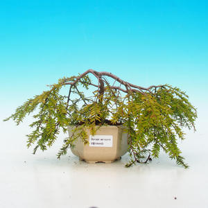 Pokojová bonsai -Ligustrum chinensis - Ptačí zob PB216449