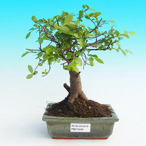 Pokojová bonsai -Malolistý jilm - P215449