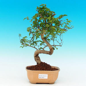 Pokojová bonsai -Ligustrum chinensis - Ptačí zob PB216450