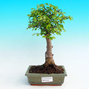 Pokojová bonsai -Malolistý jilm - P215450