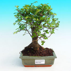 Pokojová bonsai -Malolistý jilm - P215451