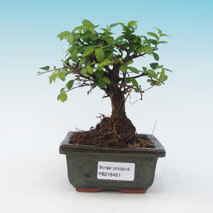 Pokojová bonsai - Ulmus Parvifolia - Malolistý jilm