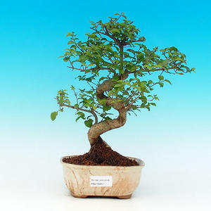 Pokojová bonsai - malolistý fíkus PB213451