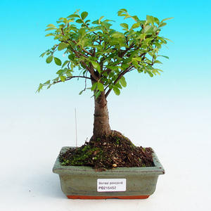 Pokojová bonsai -Malolistý jilm - P215452