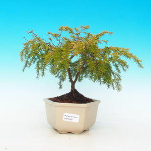 Pokojová bonsai - malolistý fíkus PB213452
