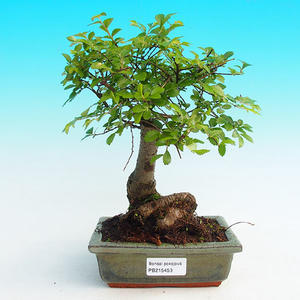 Pokojová bonsai -Malolistý jilm - P215453