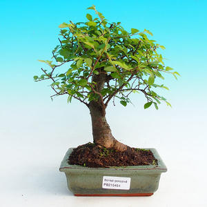 Pokojová bonsai -Malolistý jilm - P215454
