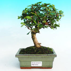 Pokojová bonsai - Carmona macrophylla PB215455