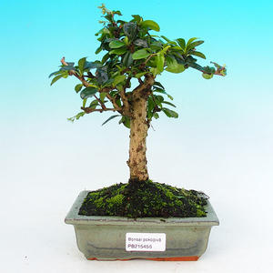 Pokojová bonsai - Carmona macrophylla PB215456