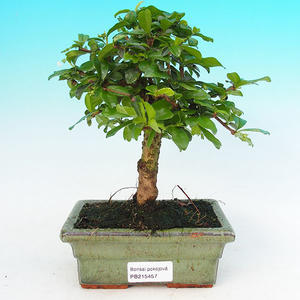 Pokojová bonsai - Carmona macrophylla PB215457