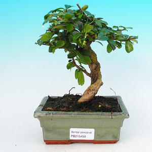 Pokojová bonsai - Carmona macrophylla PB215458
