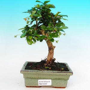 Pokojová bonsai - Carmona macrophylla PB215459