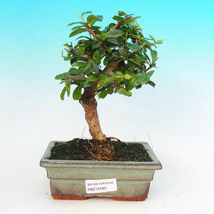 Pokojová bonsai - Carmona macrophylla PB215460