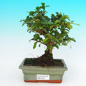 Pokojová bonsai - Carmona macrophylla PB215461