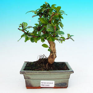 Pokojová bonsai - Carmona macrophylla PB215462