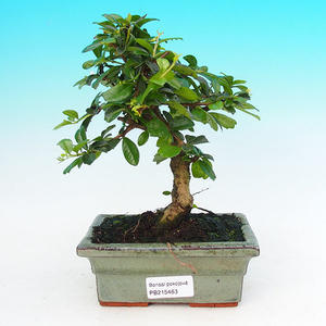 Pokojová bonsai - Carmona macrophylla PB215463