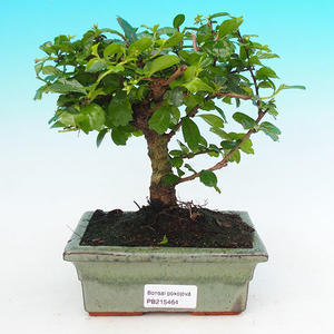 Pokojová bonsai - Carmona macrophylla PB215464