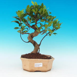 Pokojová bonsai -Ligustrum aurea - Ptačí zob PB21465