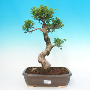 Pokojová bonsai - Ficus retusa - malolistý fíkus
