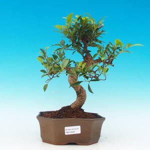 Pokojová bonsai -Ligustrum aurea - Ptačí zob PB21467