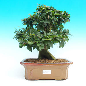 Pokojová bonsai - Duranta PB215470
