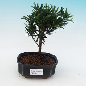 Pokojová bonsai - malolistý fíkus PB213471