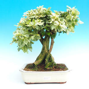 Pokojová bonsai - Duranta variegata PB215472