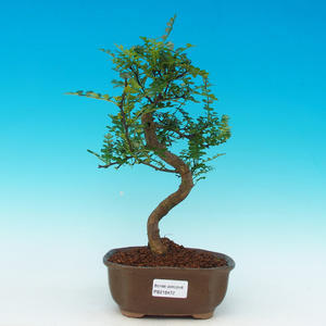 Pokojová bonsai - malolistý fíkus PB213472