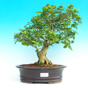 Pokojová bonsai -PREMNA MICROPHYLLA Kozlovoň malolistá PB215473