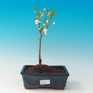 Pokojová bonsai-Loropetalum chinensis PB215474
