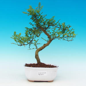 Pokojová bonsai - malolistý fíkus PB213474
