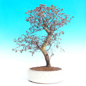 Pokojová bonsai-Loropetalum chinensis PB215475