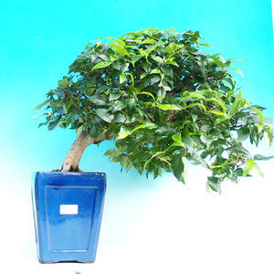 Pokojová bonsai -Australská třešeň PB215476