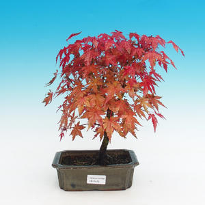 Venkovní bonsai - Javor dlanitolistý