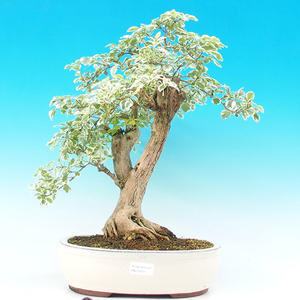 Pokojová bonsai - Duranta variegata PB215477