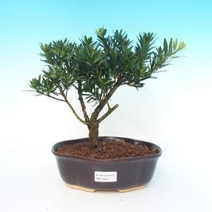 Pokojová bonsai - Buxus harlandii - Korkový buxus