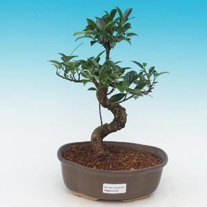 Pokojová bonsai - Pepřovník PB215479