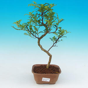 Pokojová bonsai - Pepřovník PB215480