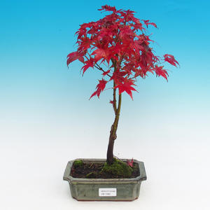 Pokojová bonsai - Buxus harlandii - Korkový buxus