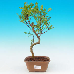 Pokojová bonsai - Pepřovník PB215483