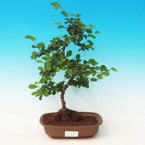 Pokojová bonsai Hvězdice levandulová PB213484
