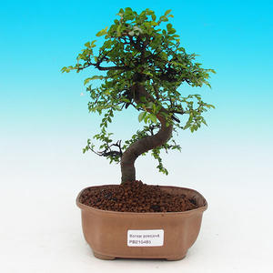 Pokojová bonsai-Malolistý jilm P215485
