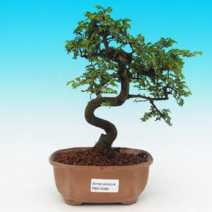 Pokojová bonsai-Malolistý jilm P215486