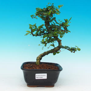 Pokojová bonsai Hv6zdice levandulová PB213485