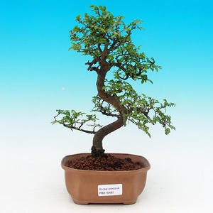 Pokojová bonsai-Malolistý jilm P215487