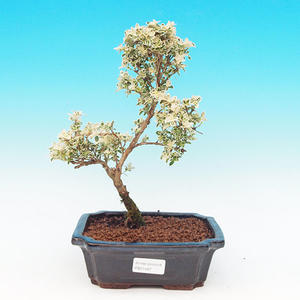 Pokojová bonsai Hv6zdice levandulová PB213487