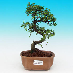Pokojová bonsai-Malolistý jilm P215488