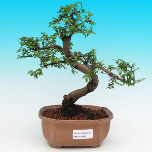 Pokojová bonsai-Malolistý jilm P215489