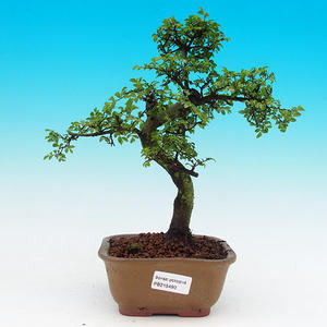 Pokojová bonsai-Malolistý jilm P215490